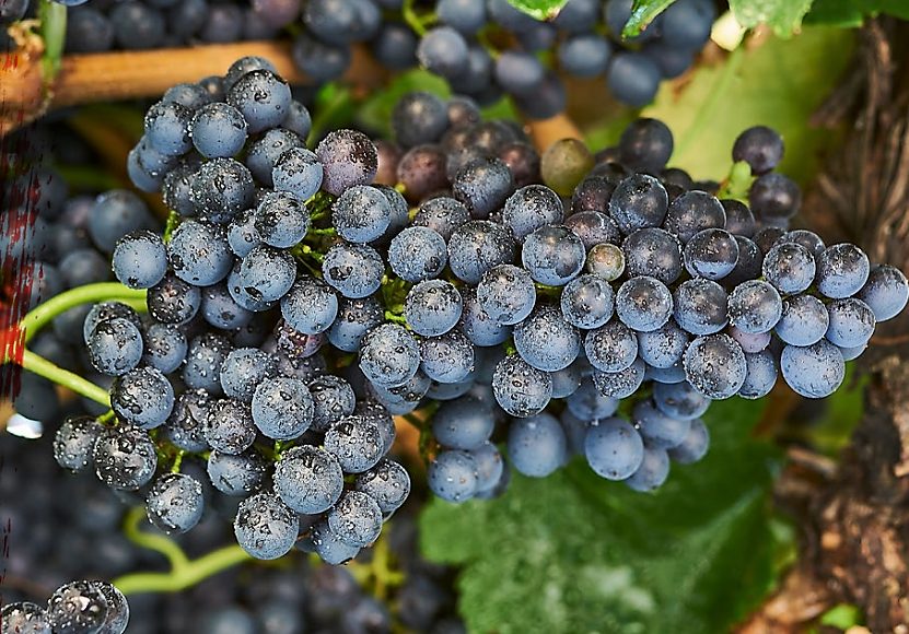 Shiraz or Syrah: the reasons for the success of Australia’s quintessential red wine