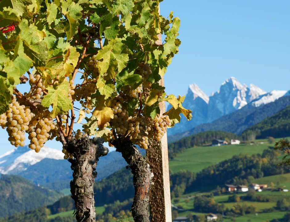 The best Kerner in South Tyrol hectares and popularity are growing
